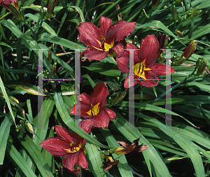 Picture of Hemerocallis  'Almadine'