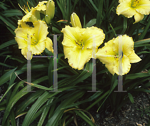 Picture of Hemerocallis  'Atlanta Gem'