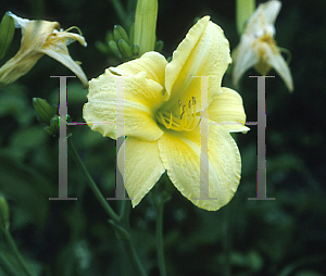 Picture of Hemerocallis  'Best Returns'