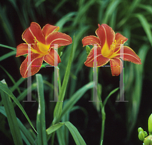 Picture of Hemerocallis  'Bull Ring'