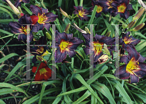 Picture of Hemerocallis  'Black Ruffles'