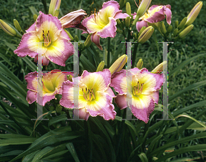 Picture of Hemerocallis  'Chateau de Fleur'