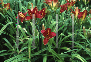 Picture of Hemerocallis  'Chicago Fire'