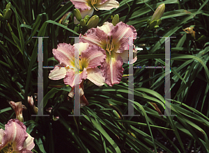 Picture of Hemerocallis  'China Bride'