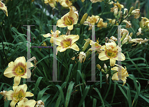 Picture of Hemerocallis  'Dippity Do'