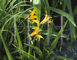 Picture of Hemerocallis dumortieri 
