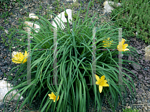 Picture of Hemerocallis dumortieri 