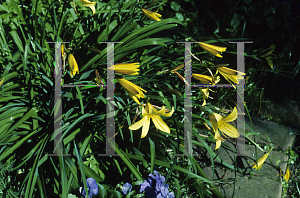 Picture of Hemerocallis dumortieri 