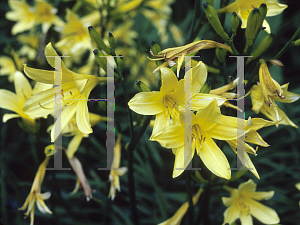 Picture of Hemerocallis fulva 