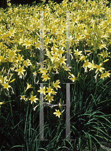 Picture of Hemerocallis fulva 