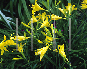 Picture of Hemerocallis lilio-asphodelus 