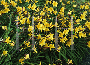 Picture of Hemerocallis  'Golden Chimes'