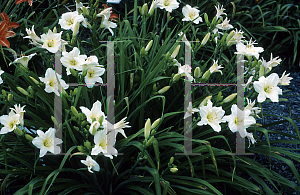 Picture of Hemerocallis  'Joan Senior'