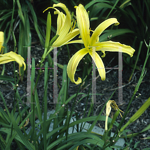 Picture of Hemerocallis  'Kindly Light'