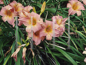 Picture of Hemerocallis  'Island Delight'