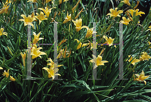 Picture of Hemerocallis  'Golden Belle'