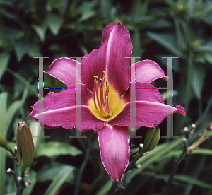 Picture of Hemerocallis  'Lady Eva'