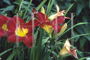 Picture of Hemerocallis  'Lady Scarlet'