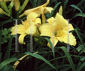 Picture of Hemerocallis  'Mary Todd'