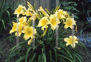 Picture of Hemerocallis  'Mary Todd'