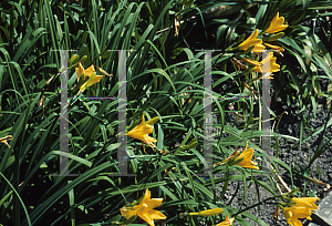 Picture of Hemerocallis middendorffii 