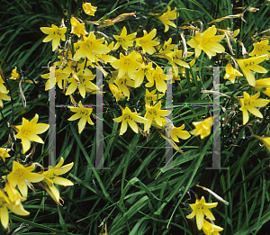 Picture of Hemerocallis minor 