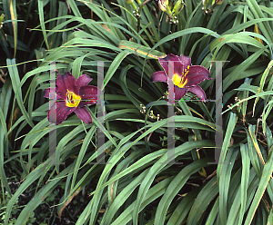 Picture of Hemerocallis  'Minstrel Boy'