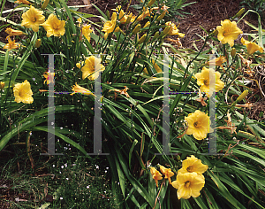 Picture of Hemerocallis  'Miss Mary Mary'