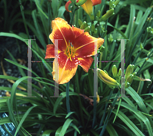Picture of Hemerocallis  'Outrageous'