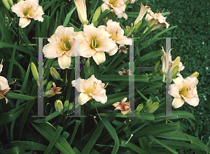 Picture of Hemerocallis  'Pixie Princess'