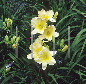 Picture of Hemerocallis  'Porcelain Princecess'