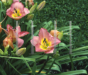 Picture of Hemerocallis  'Proud Mary'