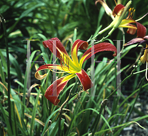 Picture of Hemerocallis  'Red Rain'