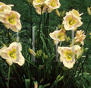 Picture of Hemerocallis  'Russian Easter'