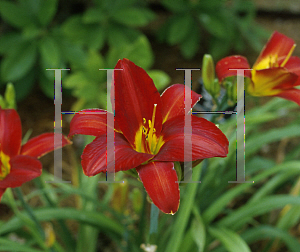 Picture of Hemerocallis  'Scarlet Tanger'