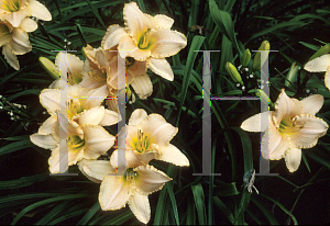 Picture of Hemerocallis  'Serena Lady'