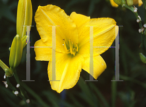 Picture of Hemerocallis  'Sherwood Glad'