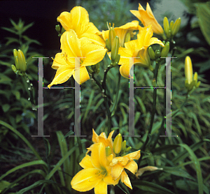 Picture of Hemerocallis  'Sherwood Glad'