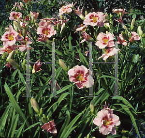 Picture of Hemerocallis  'Siloam Bye Lo'