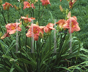 Picture of Hemerocallis  'South Seas'