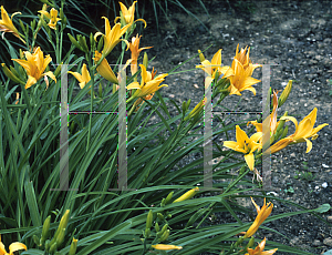 Picture of Hemerocallis  'Spanish Go-Go'