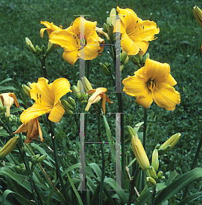 Picture of Hemerocallis  'Spellbinder'