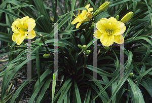 Picture of Hemerocallis  'Spring Glitter'