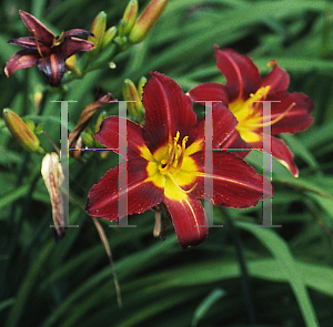 Picture of Hemerocallis  'Stafford'