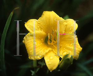 Picture of Hemerocallis  'Stella d'Oro'