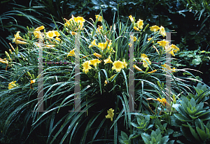 Picture of Hemerocallis  'Stella d'Oro'