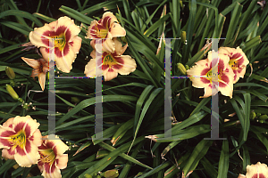 Picture of Hemerocallis  'Streaker'