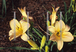 Picture of Hemerocallis  'Tender Shepherd'