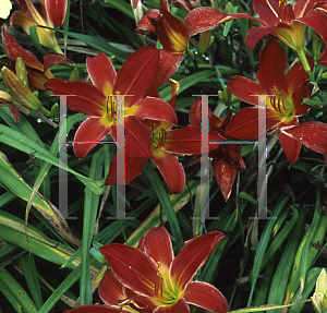 Picture of Hemerocallis  'Tricia'