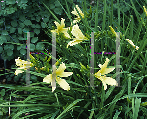 Picture of Hemerocallis  'Whichford'